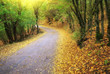 Road in autumn wood.