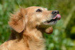 Hund steckt Zunge raus