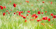 Foto: mohn mohn