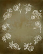 Old rose illustration