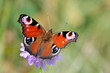 Peacock Butterfly (Inachis Io) Peacock Butterfly (Inachis Io)