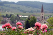 Pfingstrosen, Feld, Stadtkirche