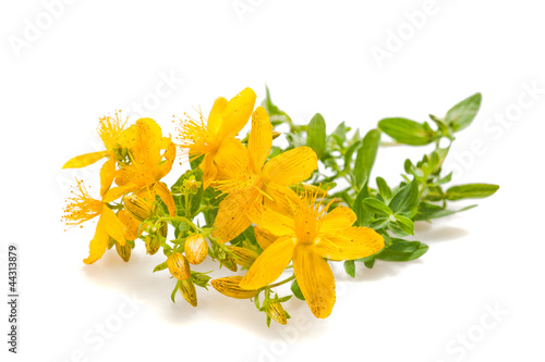 Photo: St John's wort St John's wort