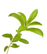 stevia rebaudiana