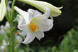 Easter lily ( Lilium longiflorum )