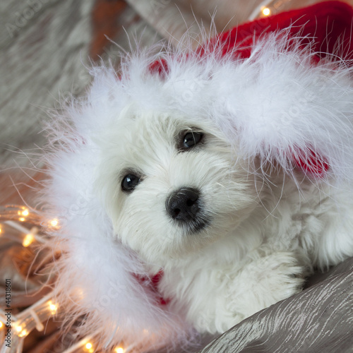 Photo: Bichon Père Noël Bichon Père Noël