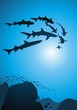 Sharks