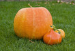 Big and small pumpkins
