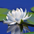 White lily