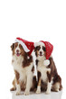 Australian Shepherd