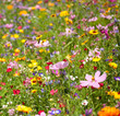 Background of Flowers Field