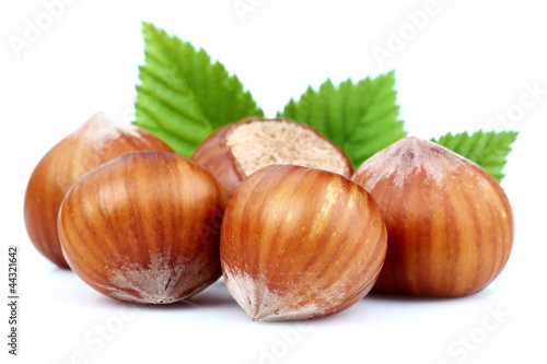 Photo: Hazelnuts Hazelnuts