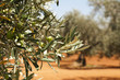Olive Plantation And Olives On...