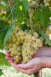 White grspe