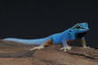 Electric blue gecko / Lygodactylus williamsi