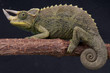 Three-horned chameleon / Trioceros jacksonii