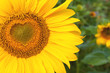 Sonnenblumenherz