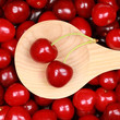 Frische Kirschen