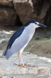 Night Heron
