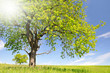 Spring landscape in the national park Sumava - Czech Republic