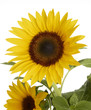 Photo: Sonnenblume Sonnenblume