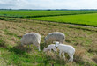 sheep with lambs