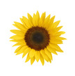 Photo: Sonnenblume als Freisteller Sonnenblume als Freisteller