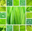 Green collage