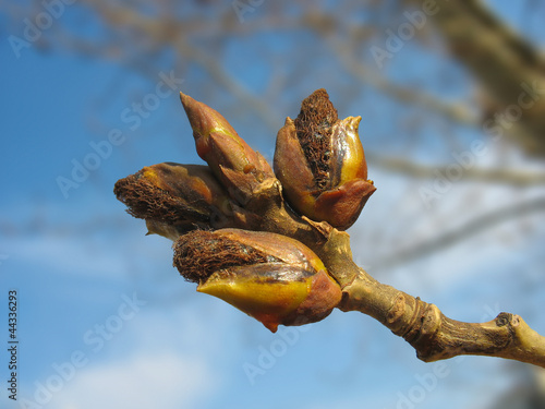 Photo: Spring. Melting poplar buds against blue sky Spring. Melting poplar buds against blue sky