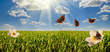 Flowers on glade panorama