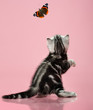 kitten