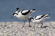 Säbelschnäbler, Pied avocet, Recurvirostra avosetta