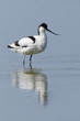 Säbelschnäbler, Pied avocet, Recurvirostra avosetta