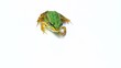 Video: Frog on a white Frog on a white