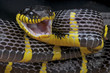 Mangrove snake / Boiga dendrophila