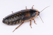 Cockroach / Blaptica dubia