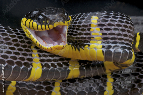 Photo: Mangrove snake / Boiga dendrophila Mangrove snake / Boiga dendrophila