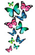 Illustration: Many different butterflies, isolated on white background Many different butterflies, isolated on white background
