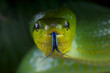 Ratsnake / Gonyosoma oxycephalum