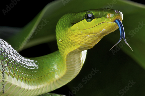 Photo: Green ratsnake / Gonyosoma oxycephalum Green ratsnake / Gonyosoma oxycephalum