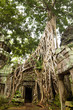 Ancient Ta Prohm Temple, Cambodia