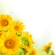 Sunflowers 