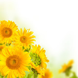 Sunflowers 
