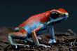 Blue dart frog / Oophaga sp