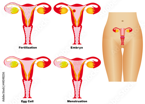 Vector: Female Reproductive System Female Reproductive System