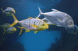 Photo: Tropical fishes Tropical fishes