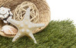 seashells in basket on grass