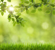 Beautiful Nature Bokeh