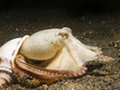 Coconut Octopus coming out of a seashell,  Lembeh Strait.