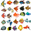 Ilustração: kit fish is insulated on white background kit fish is insulated on white background